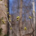 Northern Spicebush