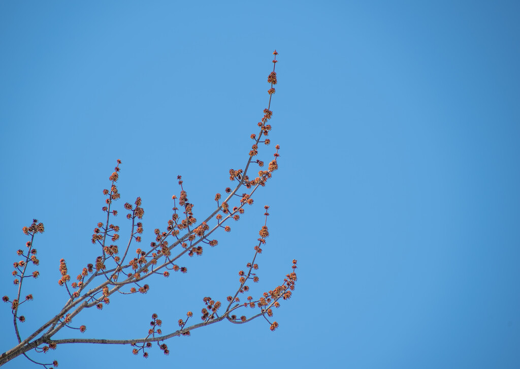 Buds by darchibald