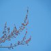 Buds