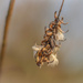 Seed basket