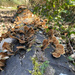 Lots of Fungi!