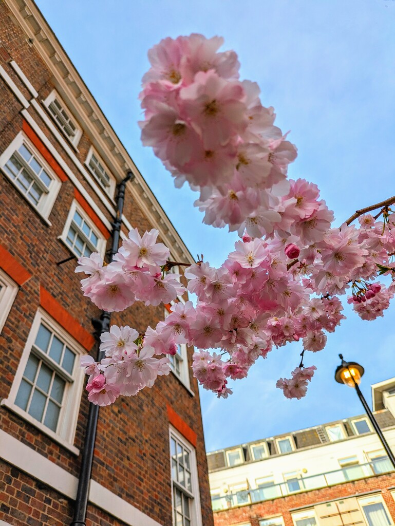 Hanami by boxplayer