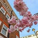 Hanami