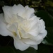 Camellia 