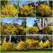 Forsythia Frenzy