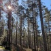 Sun through the trees