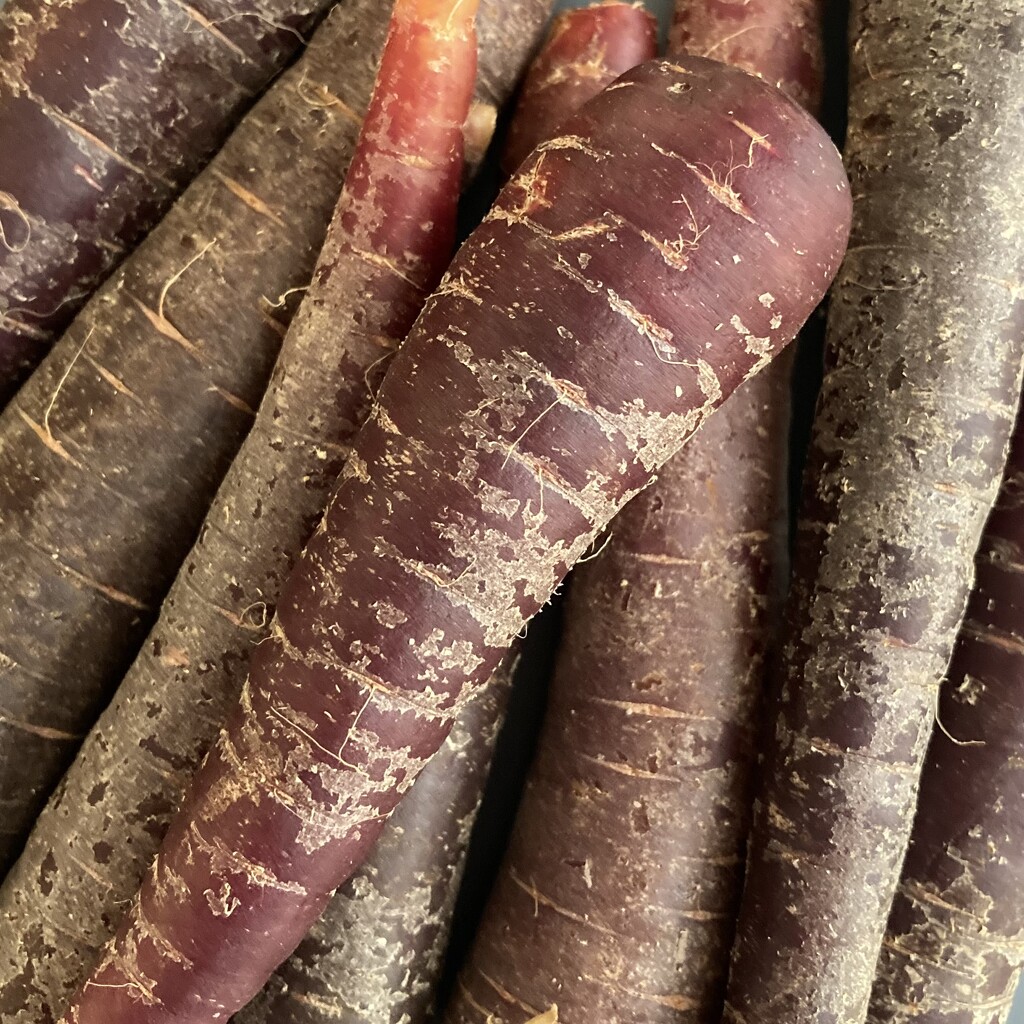 More Carrots by narayani