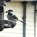 Chickadee feast