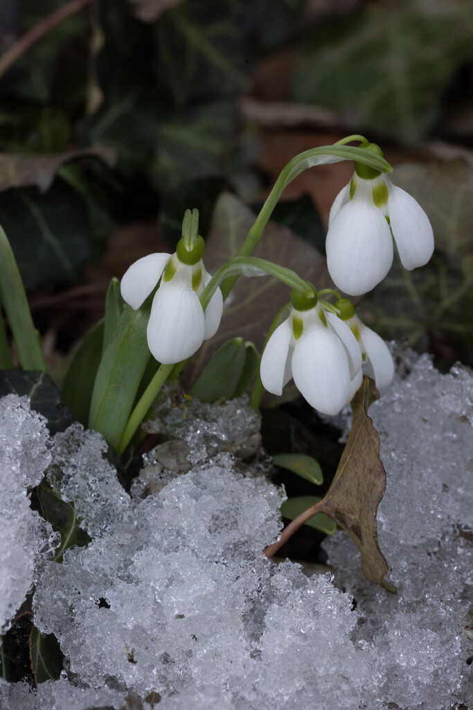 The snowdrop flower by pdulis