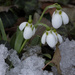 The snowdrop flower