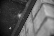 21st Mar 2025 - Spider Web