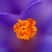 Pistil