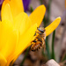 Foraging