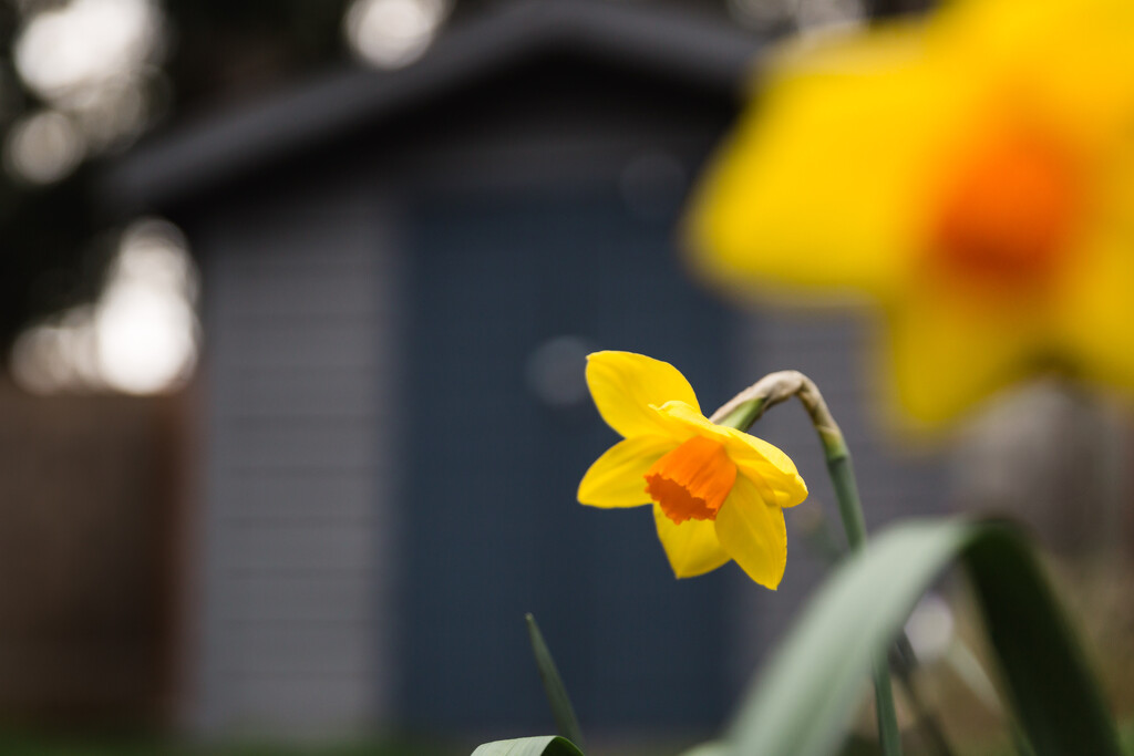 Happy First Full Day of Spring by tina_mac