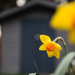 Happy First Full Day of Spring