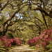 Afton Villa Gardens again