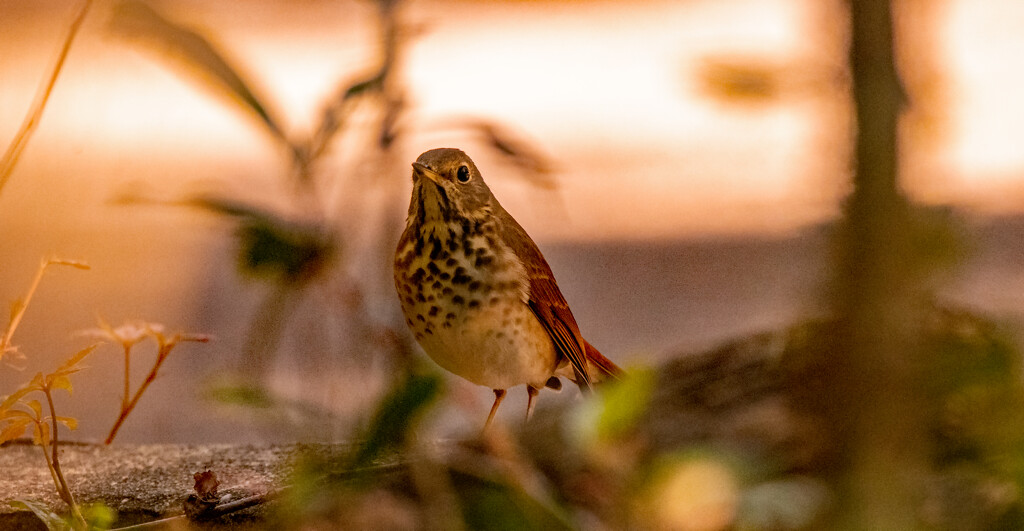 Bird, With No Name! by rickster549
