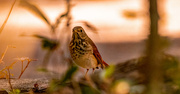 21st Mar 2025 - Bird, With No Name!