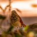 Bird, With No Name!