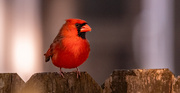 21st Mar 2025 - Mr Cardinal Watching the Feeder!