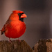 Mr Cardinal Watching the Feeder!