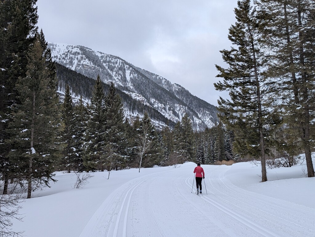 Ski in the woods by jenorton