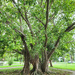 Almost the Whole Tree by onewing