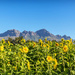 It turned out to be a bright, bright sunny day! by ludwigsdiana