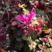 Fringe Flowers