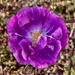 Rainbow Purple 