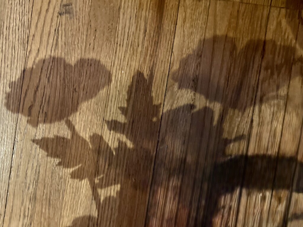 Shadows that caught my eye. by illinilass