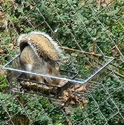 22nd Mar 2025 - squirrel tidying up the bird feeder