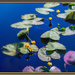 "The lily does not strive to be beautiful; it simply is." by 365projectorgchristine