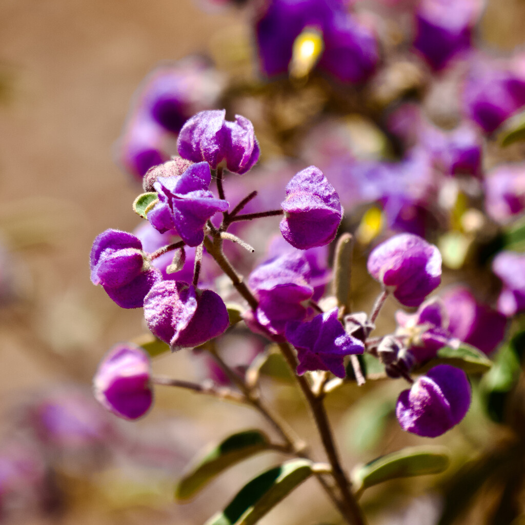 Wildflowers P9285389 by merrelyn