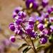 Wildflowers P9285389