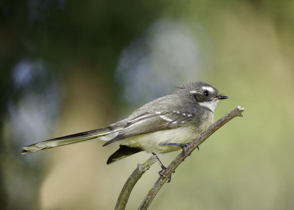 Grey Fantail P3222609 by merrelyn