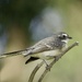 Grey Fantail P3222609