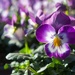 Viola