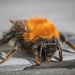 Bumblebee
