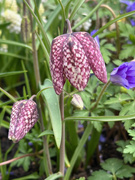 22nd Mar 2025 - Snake's Head Fritillary