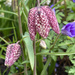 Snake's Head Fritillary