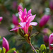 Spring Blooms