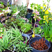 Harvesting plants