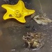 Frogs' Porn Star