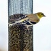 Goldfinch 