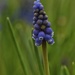 Muscari