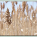 The Reed