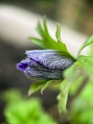 22nd Mar 2025 - Grecian Windflower