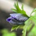 Grecian Windflower