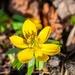  Eranthis hyemalis